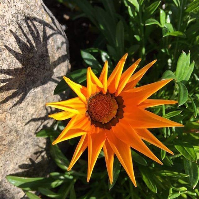 Instagram Photo Contest: "Spring in Napa Valley"